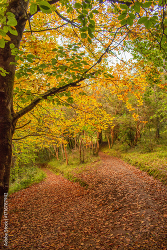Colores otoñales, Valdivia, Chile