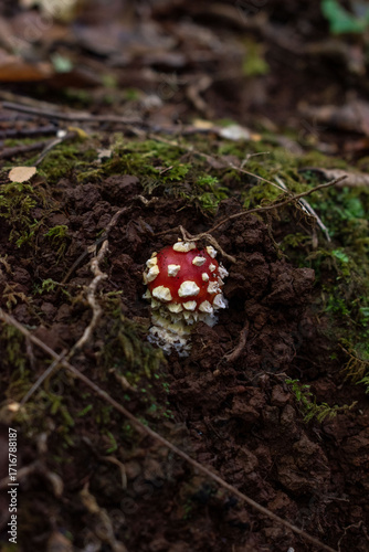 Amanita muscaria, Valdivia