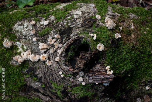 Reino fungi apoderandose del bosque, Valdivia