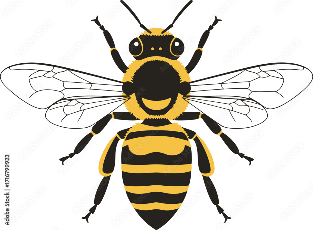 Fototapeta premium A detailed vector illustration of a honeybee, showcasing its intricate body structure and wings