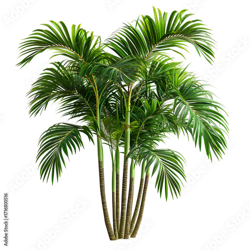 Cluster of Green Palm Trees Isolated on Black tropical