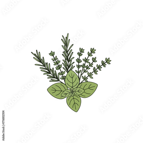Collection of culinary herbs including rosemary, thyme, and basil elegantly displayed on white. Culinary herbs feature vibrant green shades and simple lines, arranged neatly,