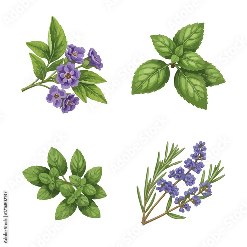 Botanical illustration features herbs, floral bunch of herbs, and sprigs of various herbs, including lavender, oregano, and basil. Collection of herbs and plants is perfect for culinary design.