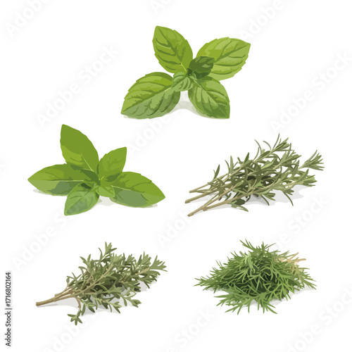 Fresh herbs on white background, perfect for cooking. Variety of aromatic herbs, including mint and thyme, offer culinary inspiration.