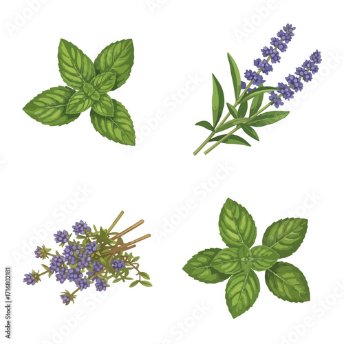 Display of herbs, aromatic and culinary, featuring mint and thyme sprigs, plus lavender flowers. Herbs in detailed digital illustration for culinary projects.