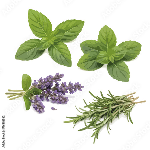 Herbs assortment includes fresh mint, rosemary, and lavender plants on white background. Herbs for cooking and aromatherapy, fresh ingredients and healing properties.