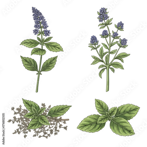 Herbs set showing different herbal plants and spices on white background, vintage style. Herbs are perfect for culinary uses and decoration. Concept showing herbs for traditional herbal medicine.