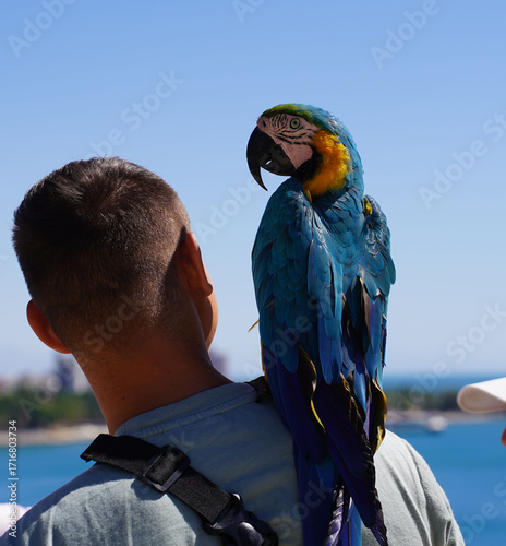 Papuga siedząca na ramieniu mężczyzny