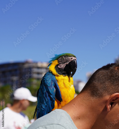 Papuga siedząca na ramieniu mężczyzny