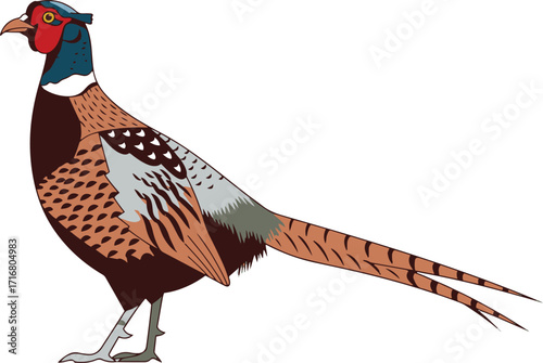 A detailed illustration of a ring-necked pheasant, showcasing its vibrant plumage and distinctive features. 