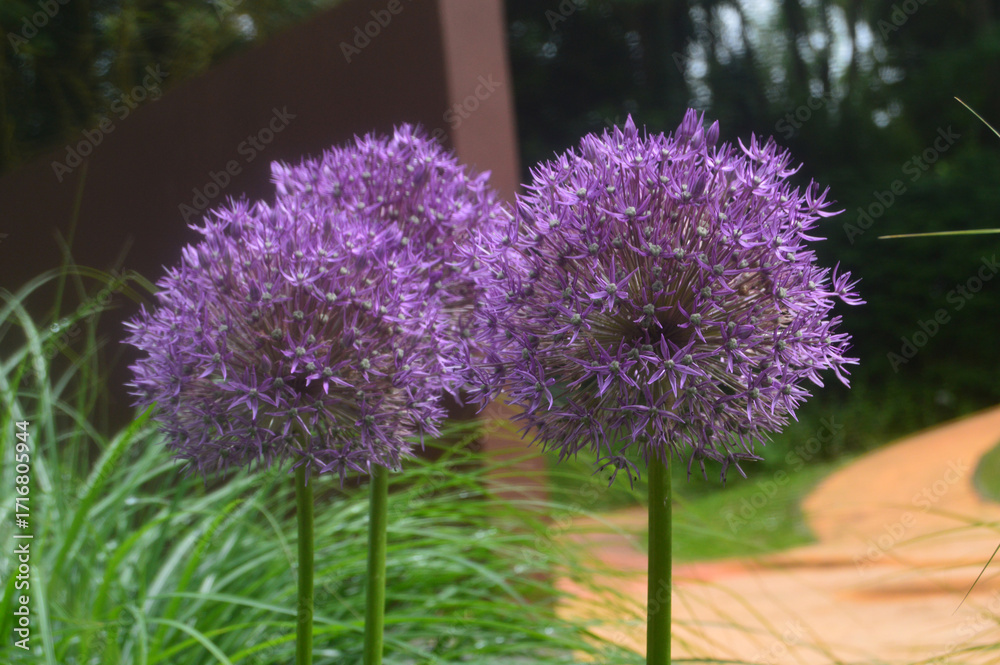Fototapeta premium Flowers at Springfields Festival Gardens, Spalding, Lincolnshire, Great Britain