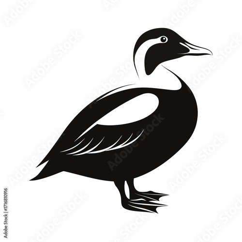 A common eider duck standing on a shoreline silhouette