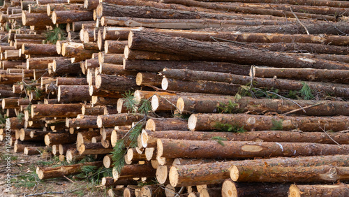  Wooden Logs with Forest on Background, birch tree logs close-up. Environmental damage, ecological issues, ecology, nature, wood, deforestation, alternative energy, lumber industry.
