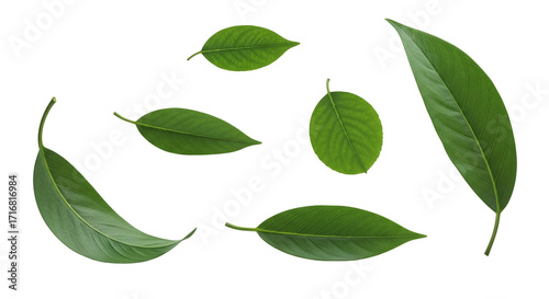 Green Leaves Falling, isolated on transparent background