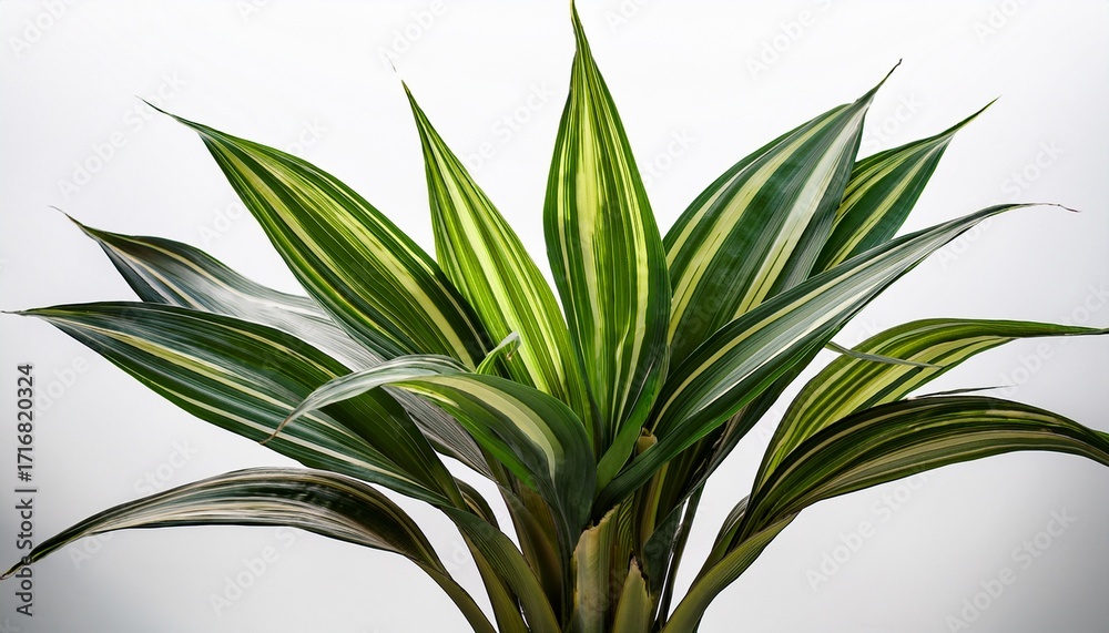 Fototapeta premium A Lush Green Dracaena Plant Isolated Shot
