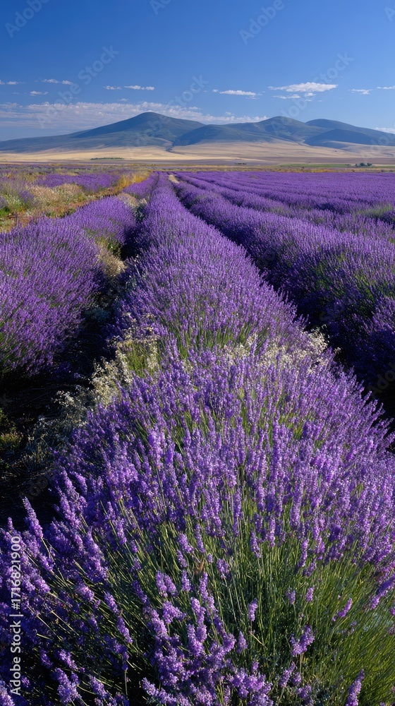 Obraz premium Rows of purple lavender flowers in a field with mountains in the distance under a blue sky