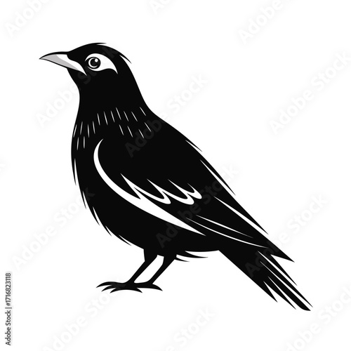 Elegant mynah bird silhouette on white background
