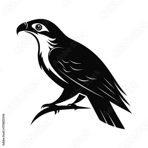 Silhouette of a hunting raptor bird perched and ready