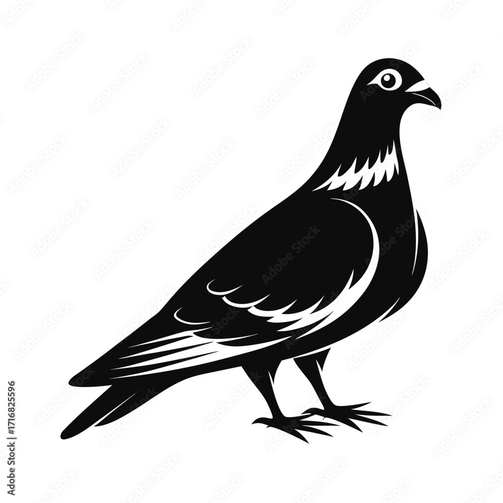 Naklejka premium Elegant pigeon silhouette standing gracefully on white background