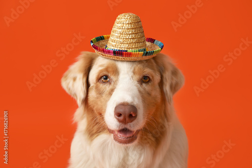 Funny dog in sombrero hat o...