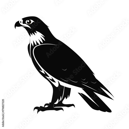 Alert raptor bird perched in striking silhouette pose