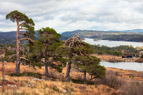 Resilient nature in golden season is shown in Norway, where twisted pine trees overlook lakes and cabins, symbolizing Nordic endurance and the spirit of the North.