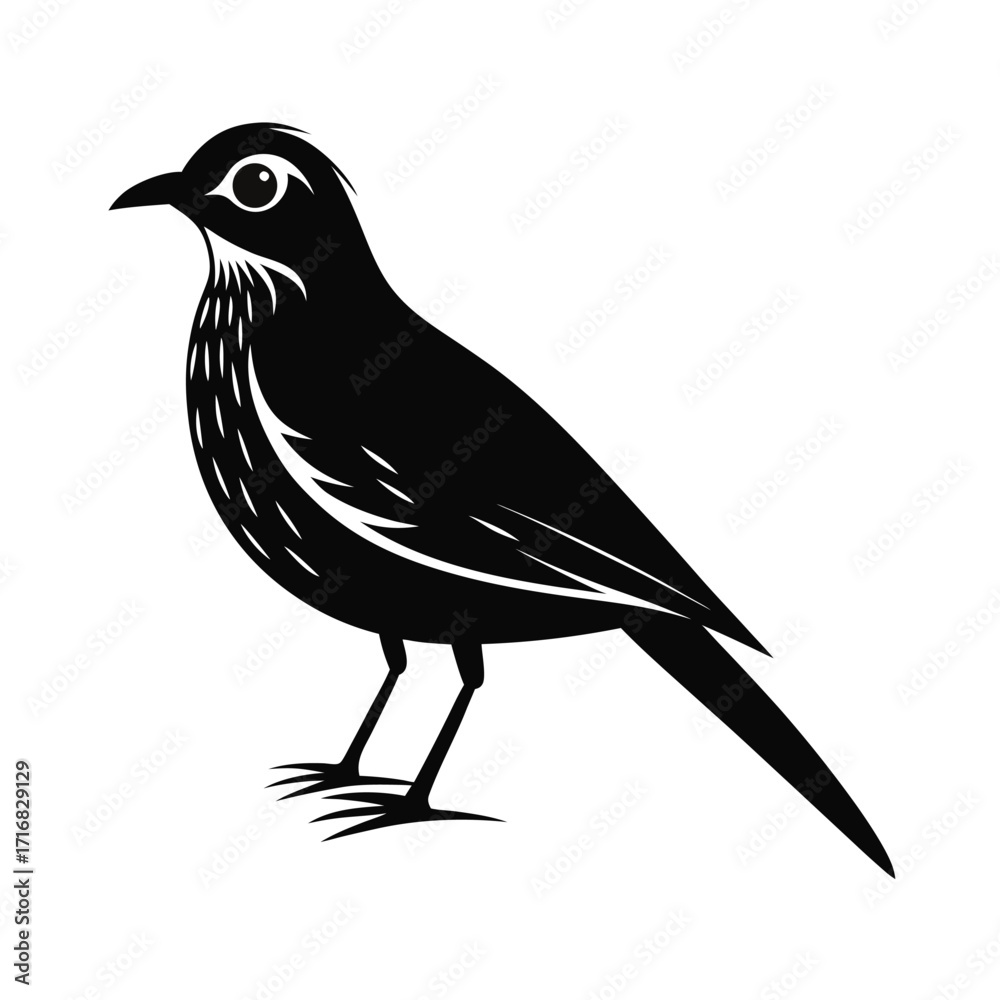 Obraz premium Elegant small flightless bird standing still