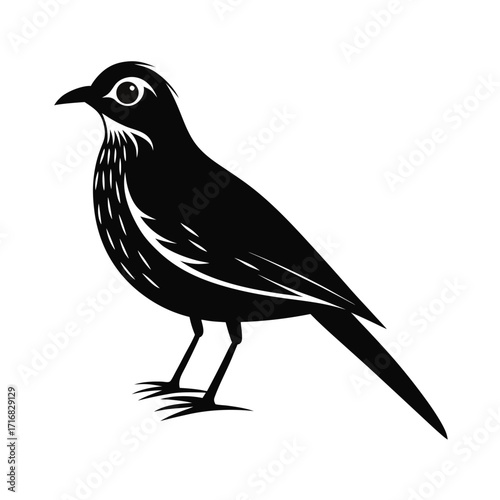 Elegant small flightless bird standing still