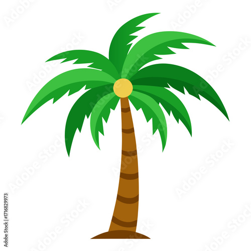 Realistic high quality vector of a tropical coconut palm tree with detailed fronds and ripe coconuts isolated on white background