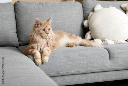 Cute Maine Coon cat lying o...