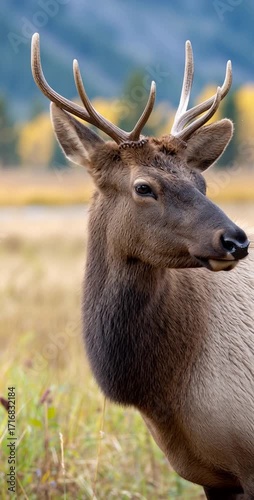 Elk in its natural habitat - wild animal in north america