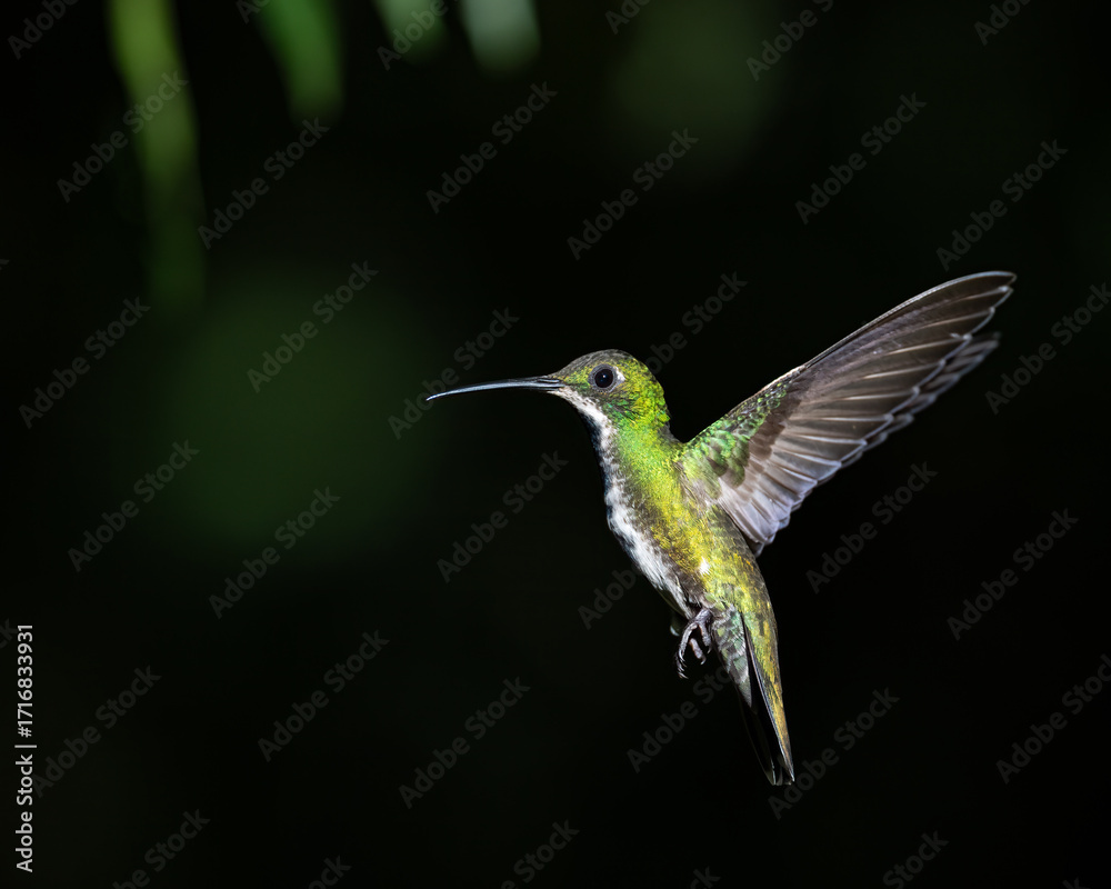 Fototapeta premium Hummer 5