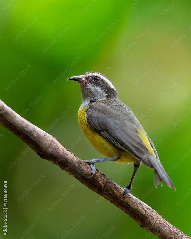 Fototapeta premium Bokeh