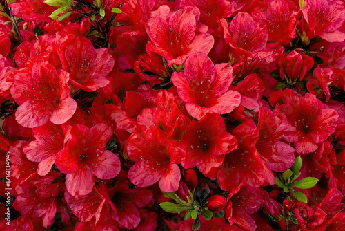 Close-up view of vibrant red azalea blossoms.