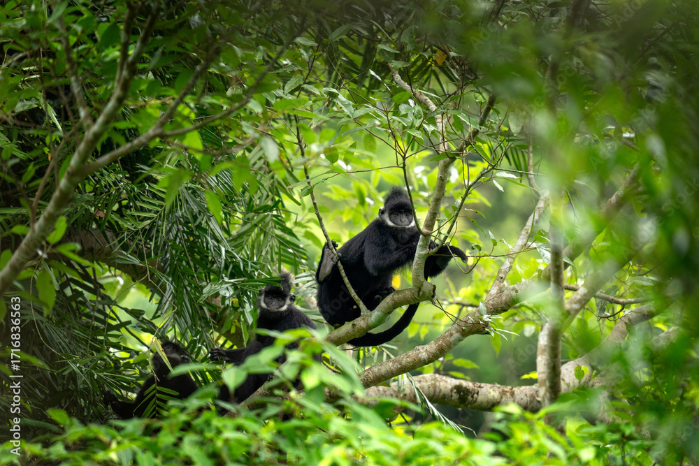 Fototapeta premium A rare group of hatinh langurs in their native habitat. A black langur with a crest and a white stripe on its head. An endangered Trachypithecus hatinhensis in a Vietnamese jungle.