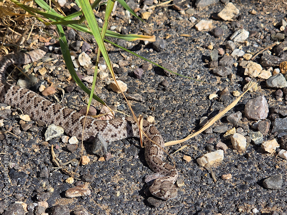 Fototapeta premium Diamondback rattlesnake head and front of body