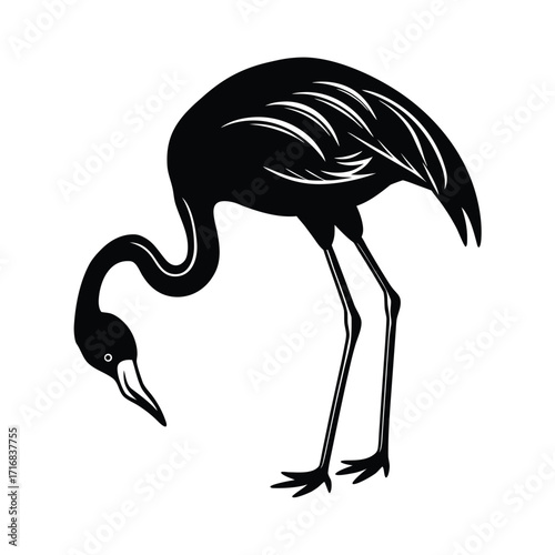 Flamingo bending neck downwards feeding action illustration