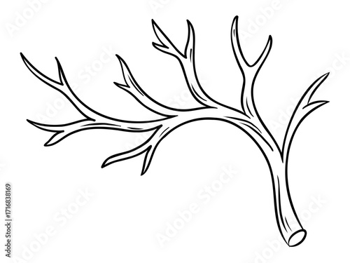 Antler branch thin outline. Winter element. Vector isolated illustration on white background. 