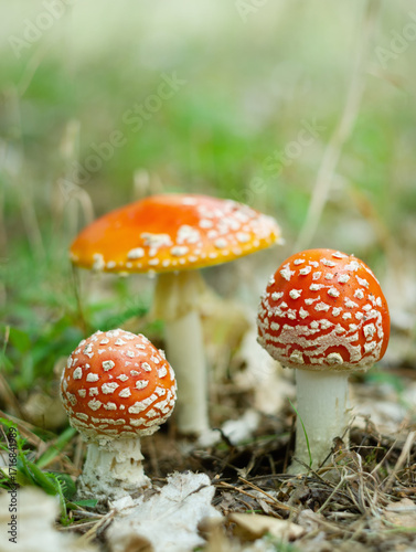 mushroms in the autumn forest.