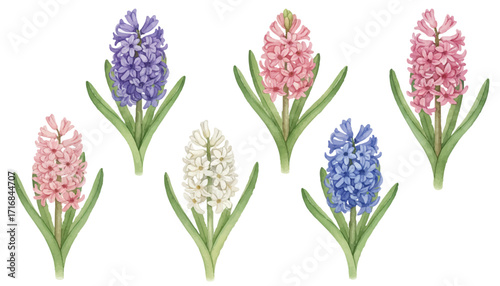 Beautiful hyacinths in various colors vibrant vector illustration. Flowers in...