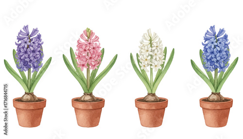 Wallpaper Mural Beautiful hyacinths in various colors vibrant vector illustration. Torontodigital.ca