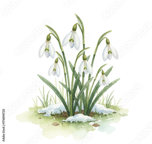 Delicate cluster of snowdrops pushing through patch of snow vector illustration. White blossoms and green stems signaling arrival of spring