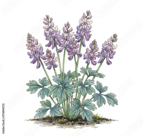 Corydalis flower bush with light purple blossoms and green leaves vector illustration.
