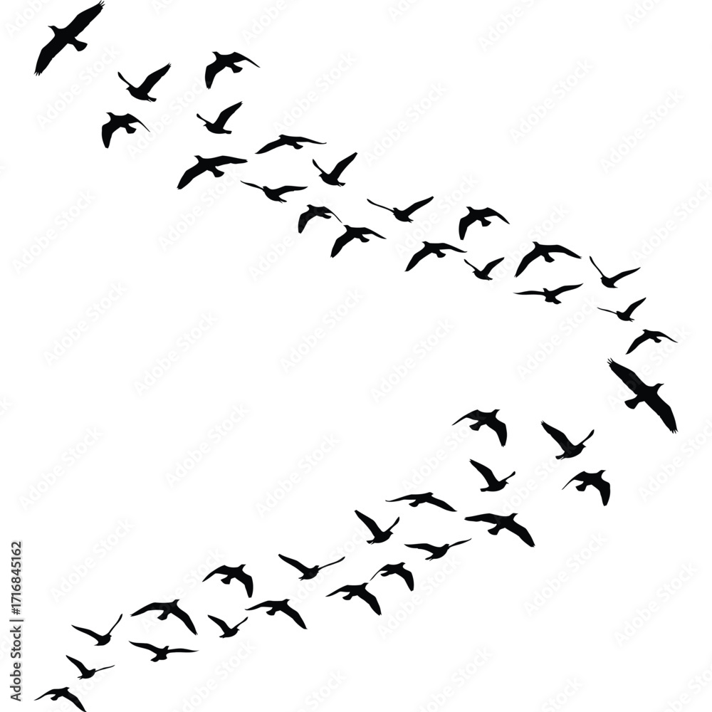 Obraz premium A graceful flock of black bird silhouettes flying in a curved formation.