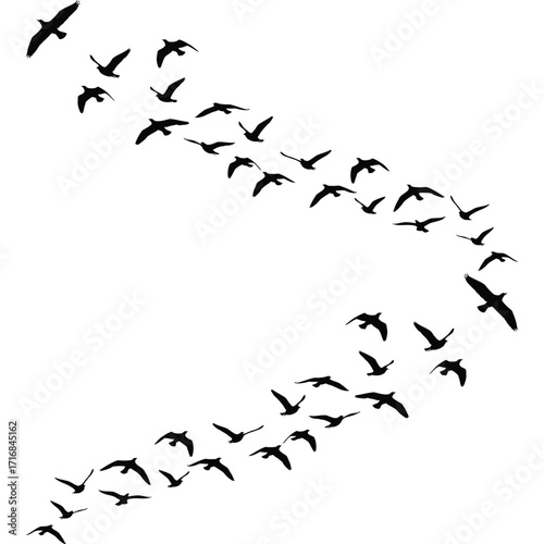 A graceful flock of black bird silhouettes flying in a curved formation.