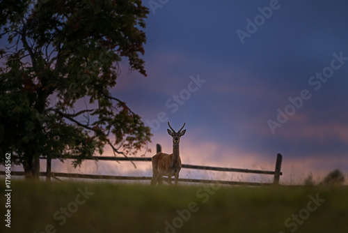 Photography A red deer during the rutting season