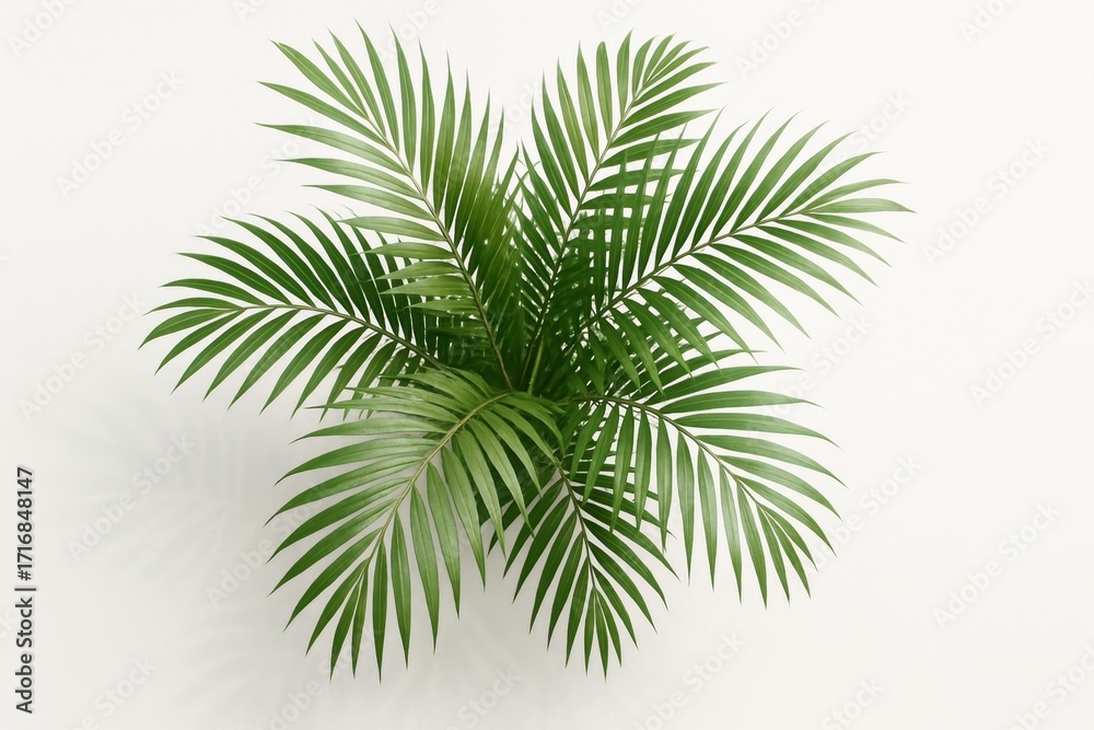 Naklejka premium Lush areca palm from top view on white with soft natural shadows high detail leaves and elegant minimal styling perfect botanical art for modern interiors