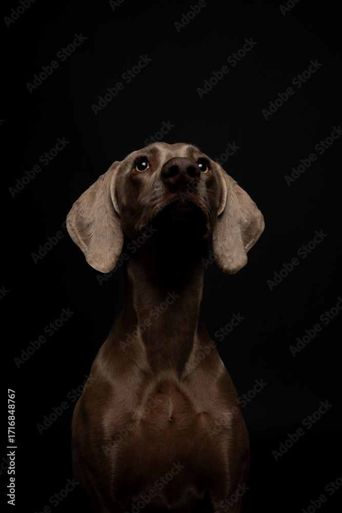 custom made wallpaper toronto digitalWeimaraner dog (female) portrait on black studio background, short gray coat, creative lighting close-up