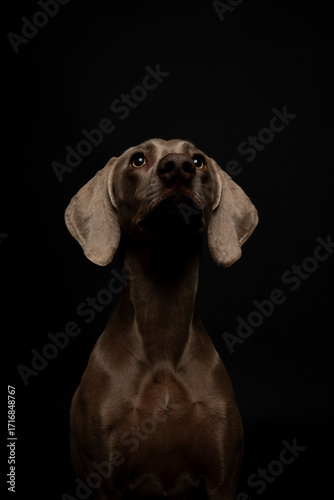 Wallpaper Mural Weimaraner dog (female) portrait on black studio background, short gray coat, creative lighting close-up Torontodigital.ca
