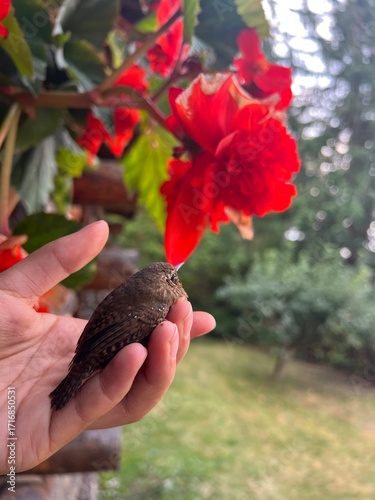 Bird in hand